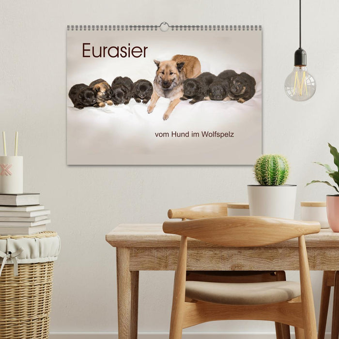 Eurasier, der Hund im Wolfspelz (CALVENDO Wandkalender 2027)
