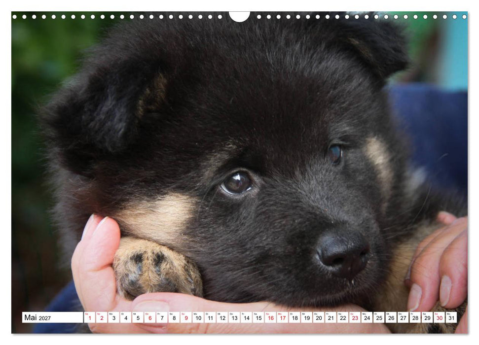 Eurasier, der Hund im Wolfspelz (CALVENDO Wandkalender 2027)