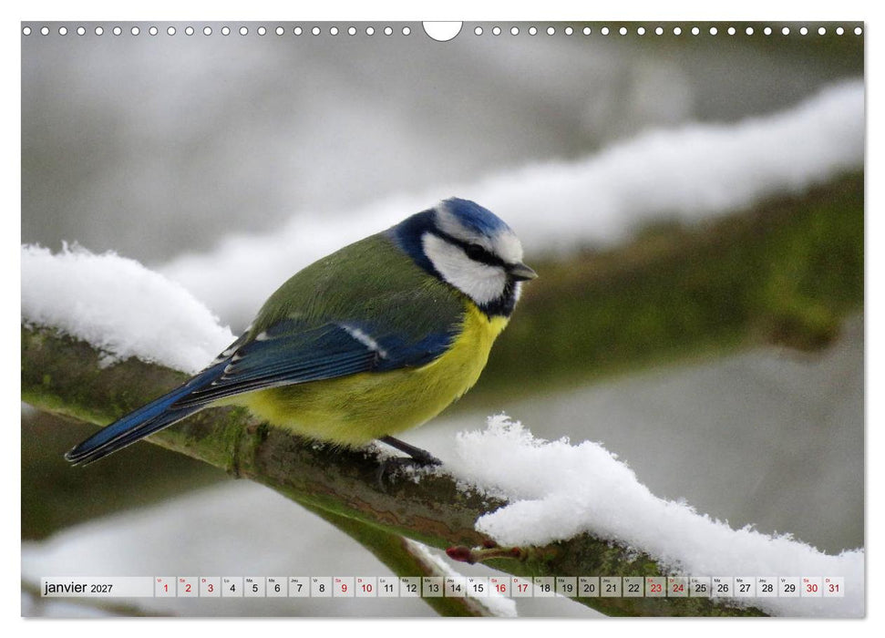 Jolis oiseaux de jardin (CALVENDO Calendrier mensuel 2027)