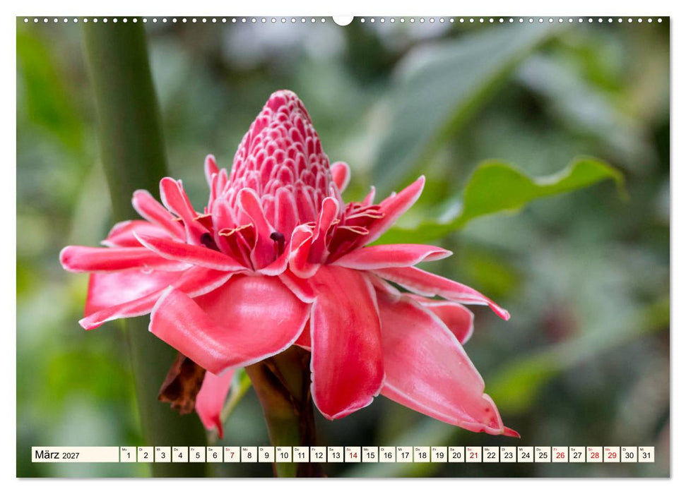 Costa Rica - Farben des Regenwaldes (CALVENDO Wandkalender 2027)