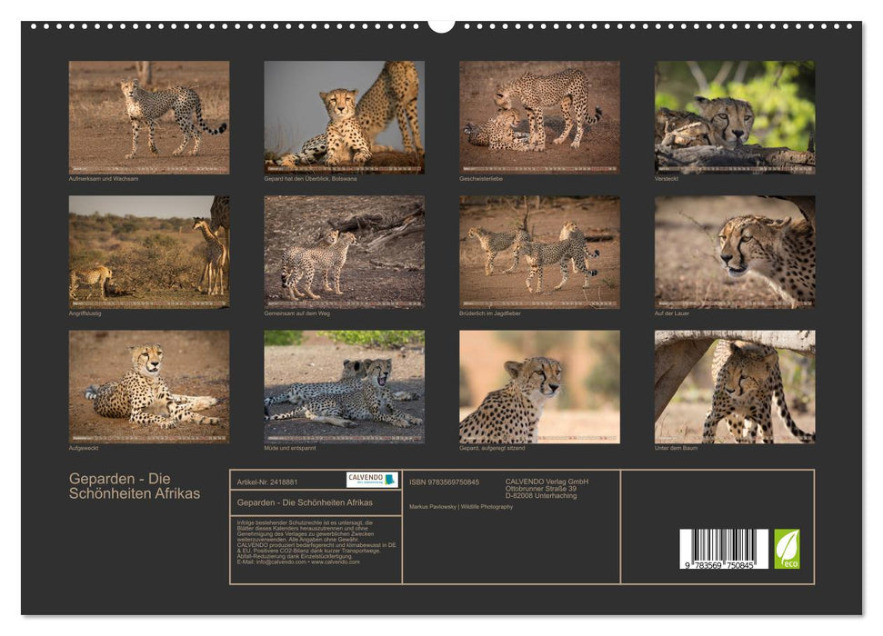 Geparden - Die Schönheiten Afrikas (CALVENDO Premium Wandkalender 2027)