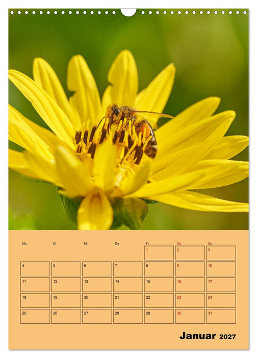 Die Biene und die Farbe gelb (CALVENDO Wandkalender 2027)