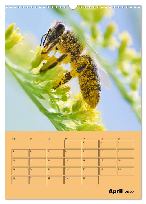 Die Biene und die Farbe gelb (CALVENDO Wandkalender 2027)