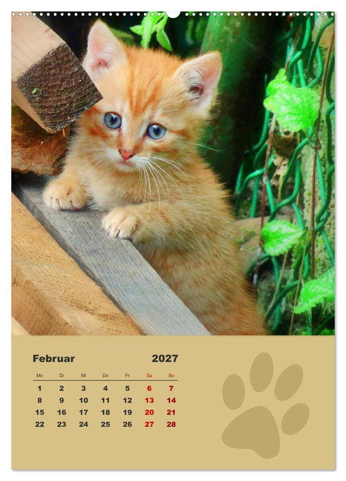 Wilde Tätzchen, kleine wilde Katzen entdecken die Welt (CALVENDO Wandkalender 2027)