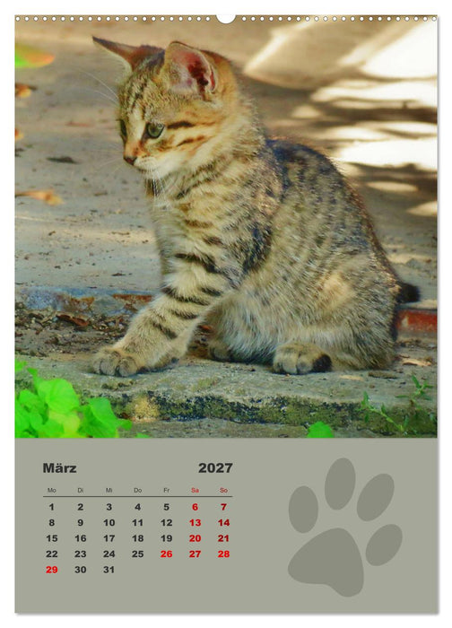 Wilde Tätzchen, kleine wilde Katzen entdecken die Welt (CALVENDO Wandkalender 2027)