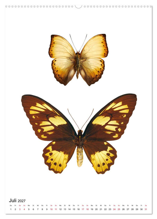 Die schönsten Insekten (CALVENDO Premium Wandkalender 2027)