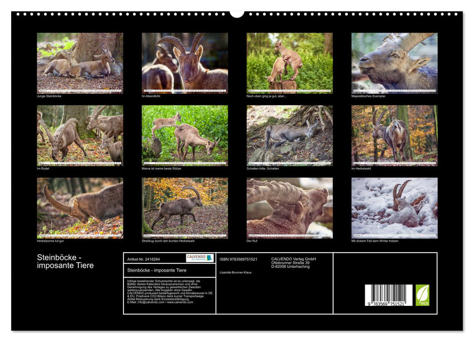 Steinböcke - imposante Tiere (CALVENDO Premium Wandkalender 2027)