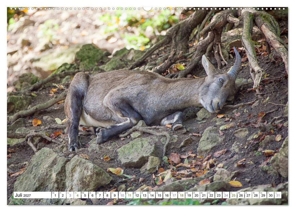 Steinböcke - imposante Tiere (CALVENDO Premium Wandkalender 2027)
