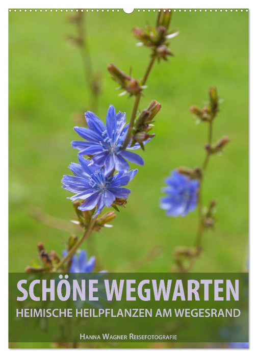 Schöne Wegwarten. Heimische Heilpflanzen am Wegesrand (CALVENDO Wandkalender 2027)
