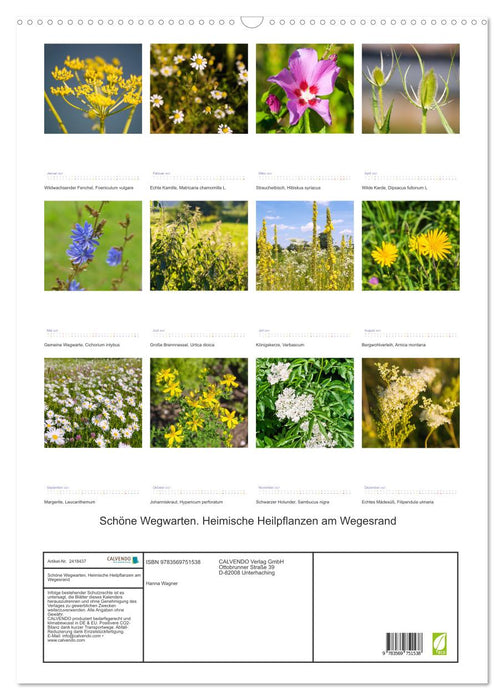 Schöne Wegwarten. Heimische Heilpflanzen am Wegesrand (CALVENDO Wandkalender 2027)