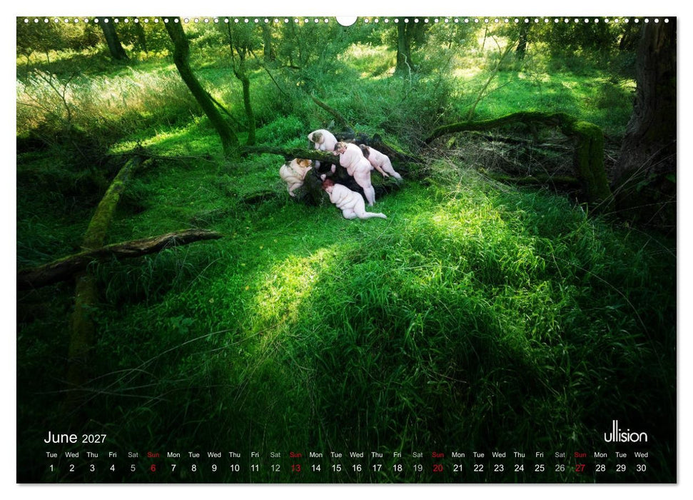 Mothers of earth- life can be so voluptuous (CALVENDO Premium-Calendar 2027)