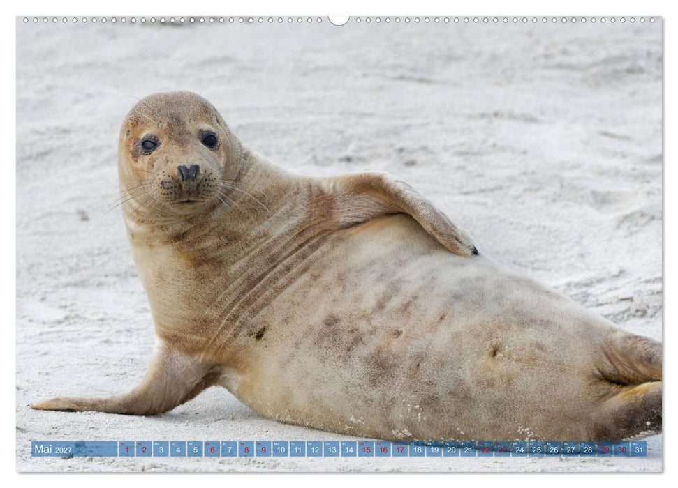 Robben - Lustige Bewohner Helgolands (CALVENDO Premium Wandkalender 2027)