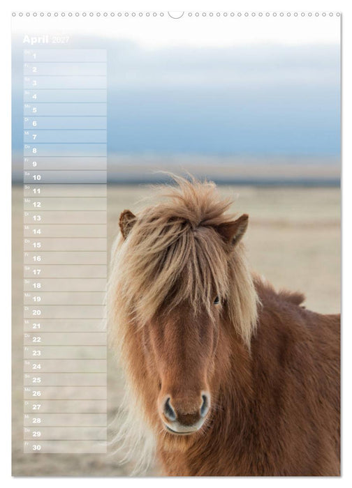 Mein ISLANDPFERDE Planer - Geburtstage, Hof-Feste, Turniere (CALVENDO Premium Wandkalender 2027)