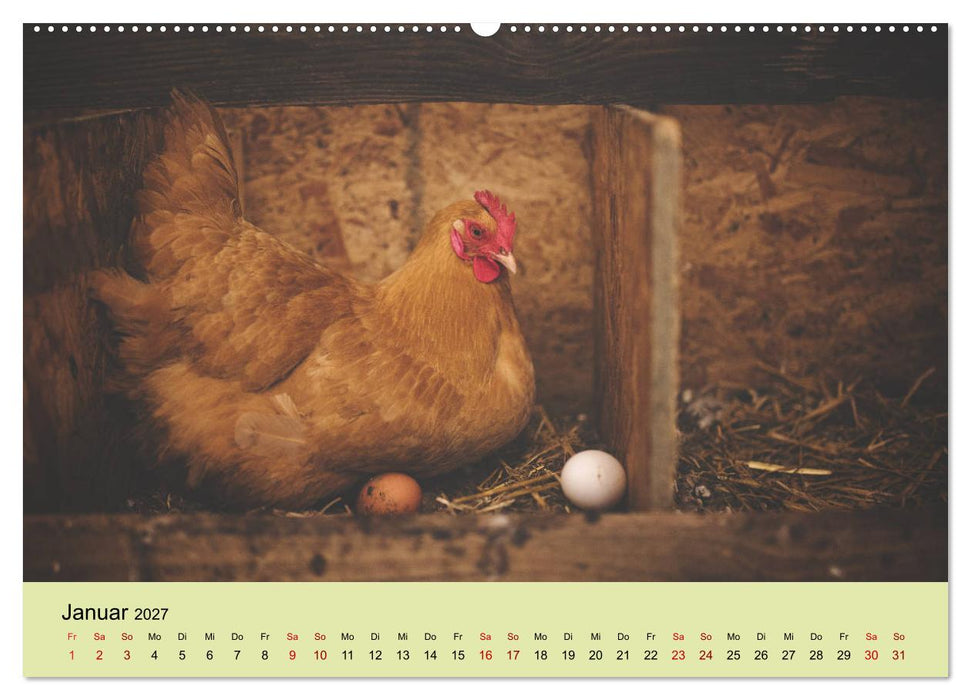 Vom Ei zum Huhn. Die Entwicklung von Küken (CALVENDO Wandkalender 2027)