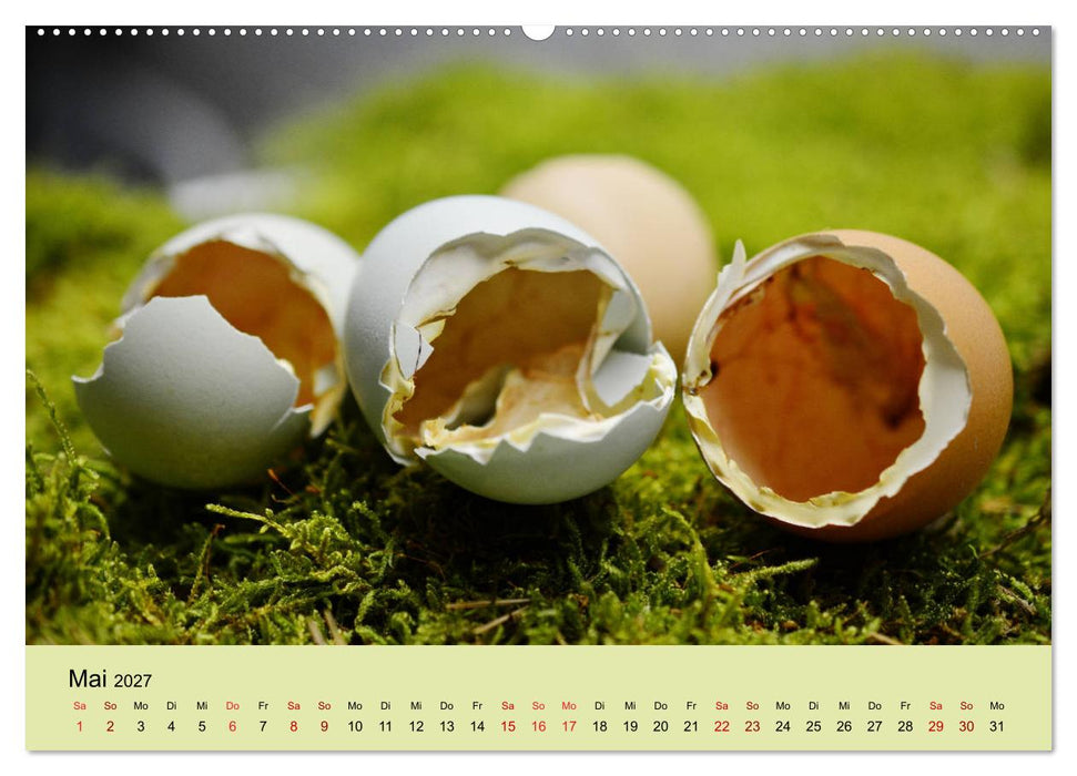 Vom Ei zum Huhn. Die Entwicklung von Küken (CALVENDO Wandkalender 2027)