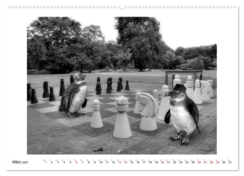 Pinguine privat (CALVENDO Wandkalender 2027)