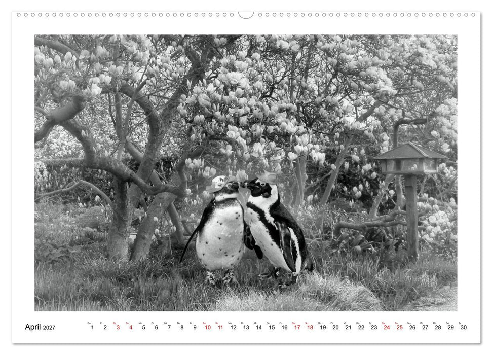 Pinguine privat (CALVENDO Wandkalender 2027)