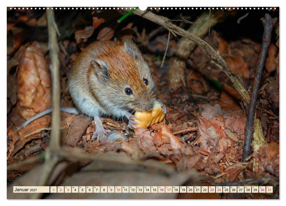 Kleiner Nager - Maus (CALVENDO Premium Wandkalender 2027)
