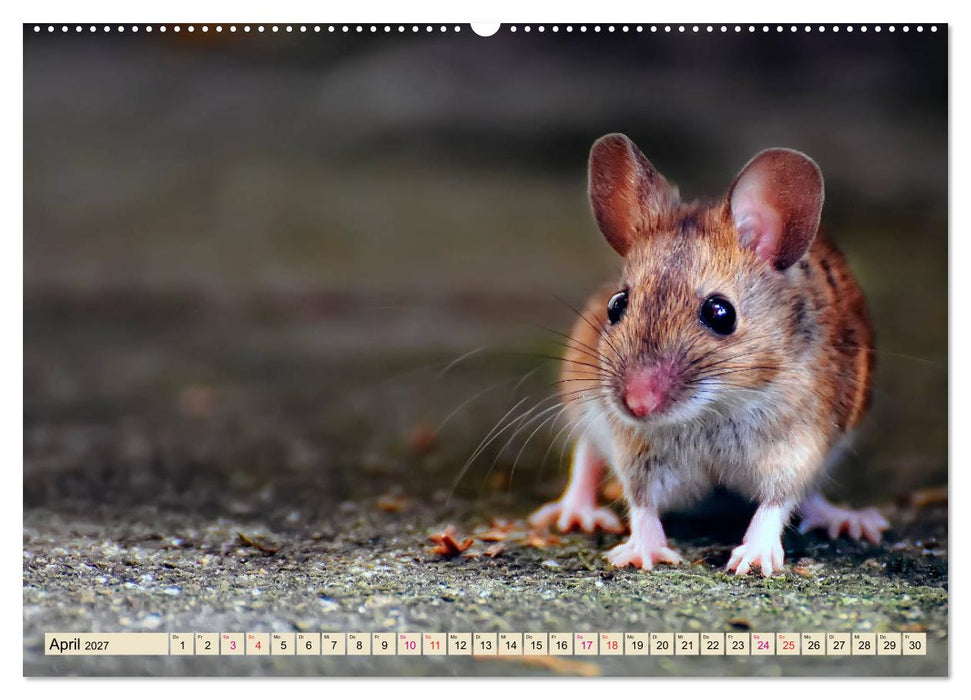 Kleiner Nager - Maus (CALVENDO Premium Wandkalender 2027)