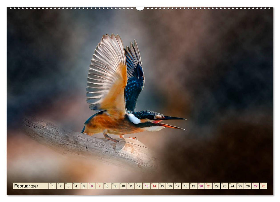 Wunderschöner Eisvogel (CALVENDO Wandkalender 2027)
