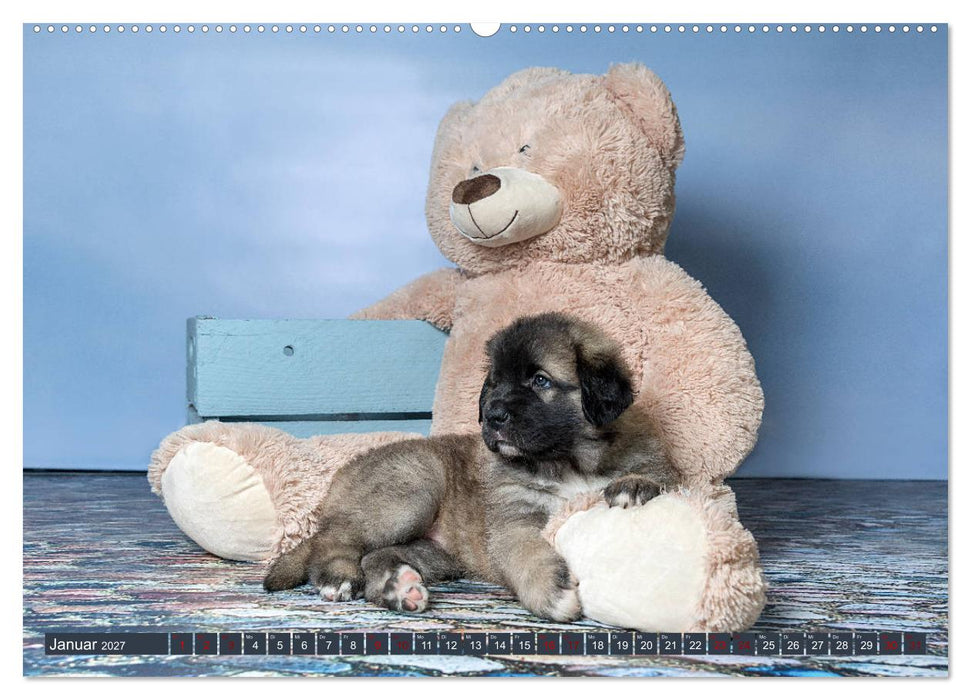 Germanische Bärenbabys (CALVENDO Wandkalender 2027)