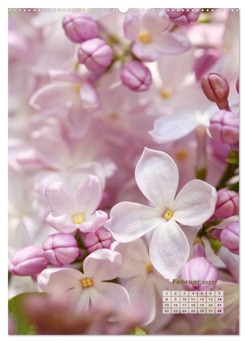 Fliederblüte (CALVENDO Wandkalender 2027)