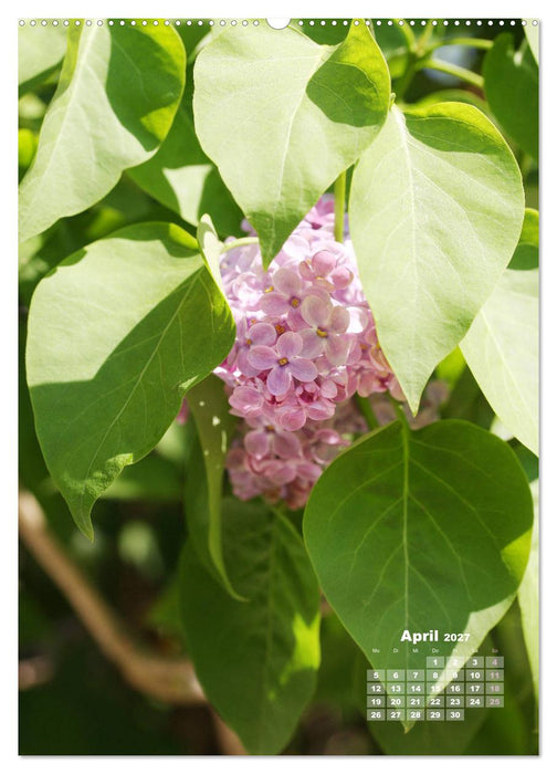 Fliederblüte (CALVENDO Wandkalender 2027)