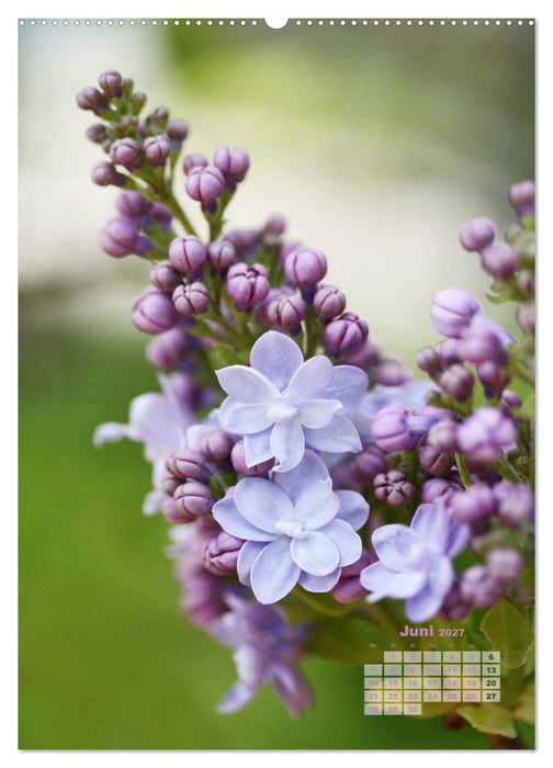 Fliederblüte (CALVENDO Wandkalender 2027)