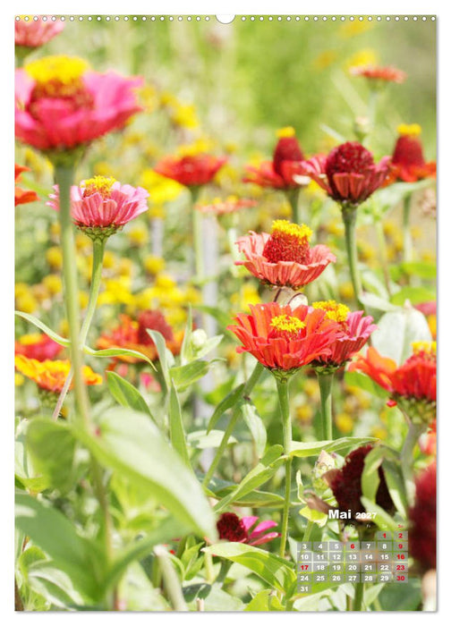 Zinnien im Garten (CALVENDO Premium Wandkalender 2027)