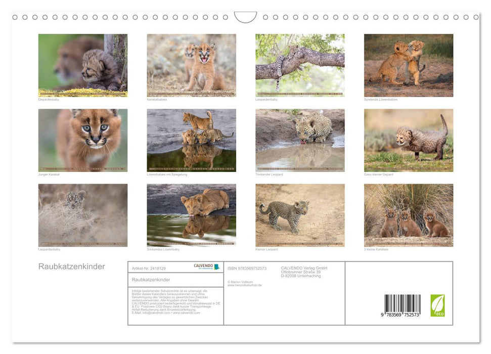 Raubkatzenkinder (CALVENDO Wandkalender 2027)