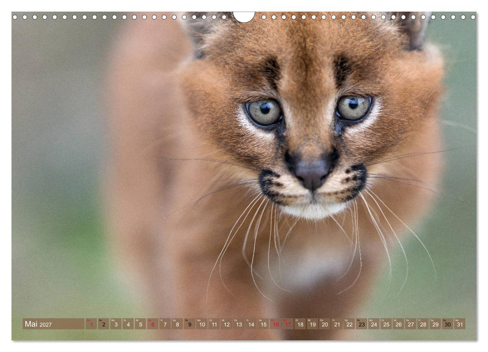 Raubkatzenkinder (CALVENDO Wandkalender 2027)