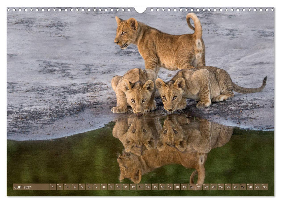 Raubkatzenkinder (CALVENDO Wandkalender 2027)