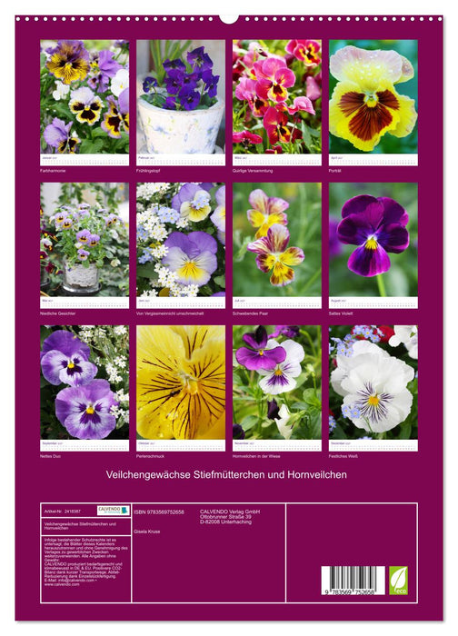 Veilchengewächse Stiefmütterchen und Hornveilchen (CALVENDO Premium Wandkalender 2027)