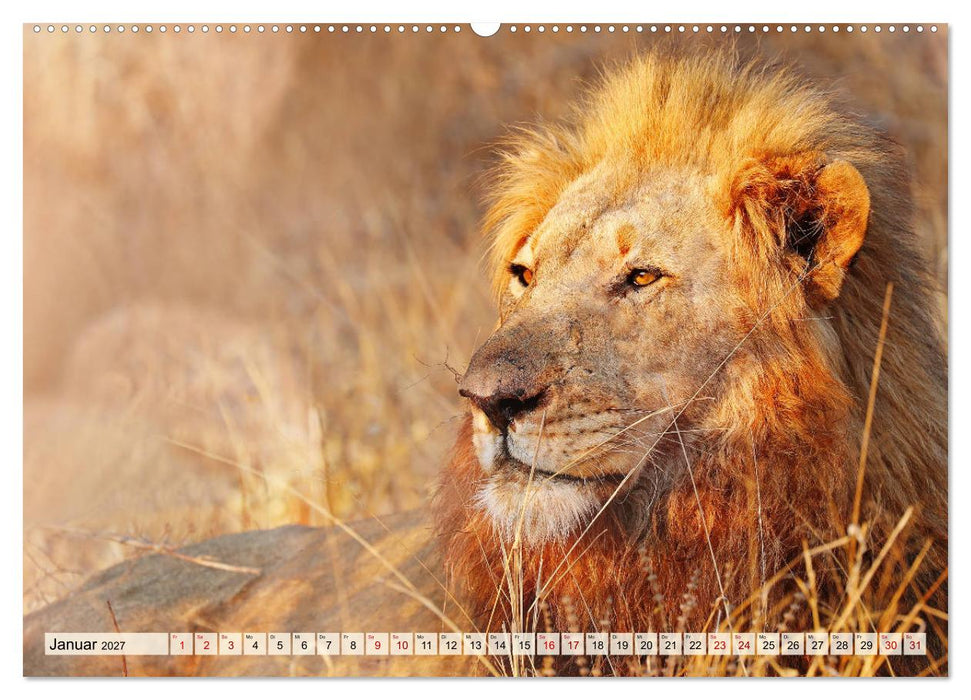 Afrikas Löwen 2027 (CALVENDO Premium Wandkalender 2027)