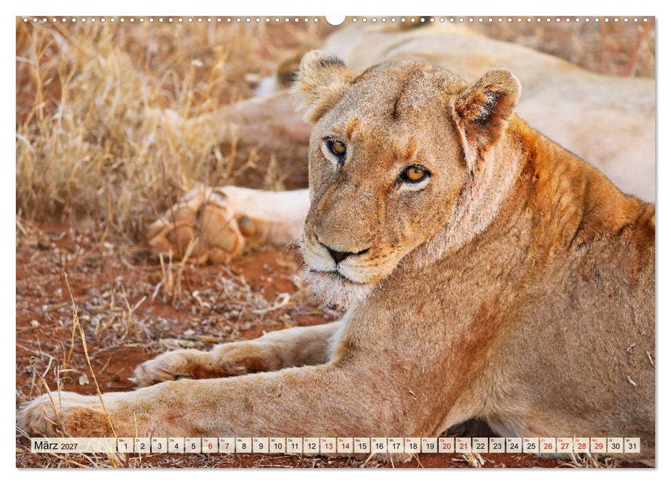 Afrikas Löwen 2027 (CALVENDO Premium Wandkalender 2027)