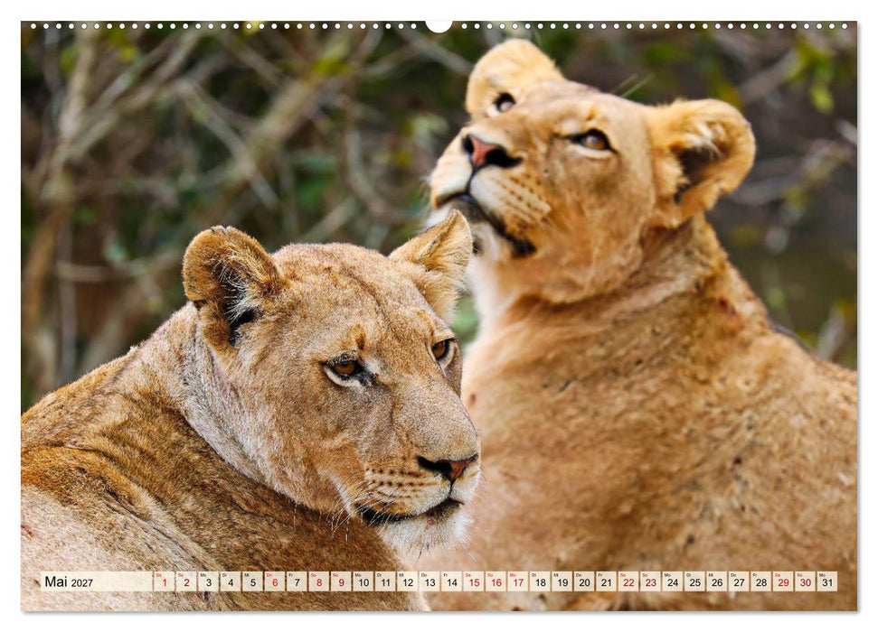 Afrikas Löwen 2027 (CALVENDO Premium Wandkalender 2027)