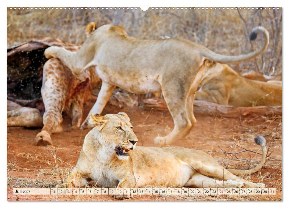 Afrikas Löwen 2027 (CALVENDO Premium Wandkalender 2027)