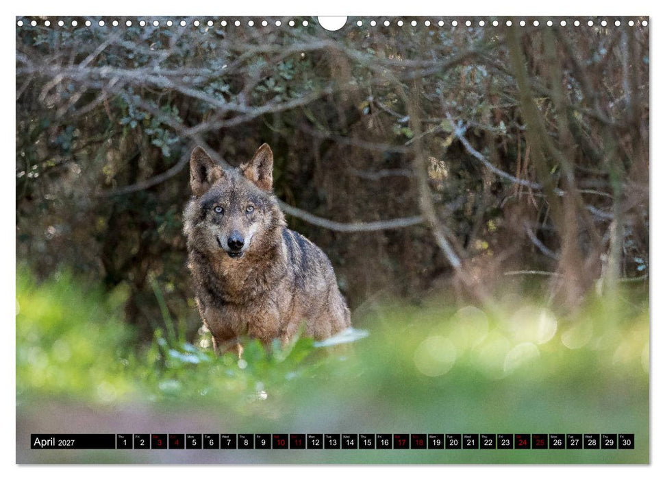 Wolves, Wild Spirits (CALVENDO Monthly Calendar 2027)