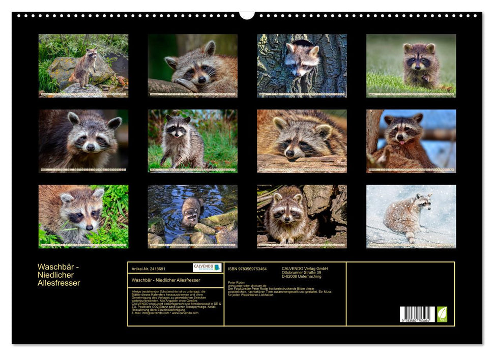 Waschbär - Niedlicher Allesfresser (CALVENDO Wandkalender 2027)