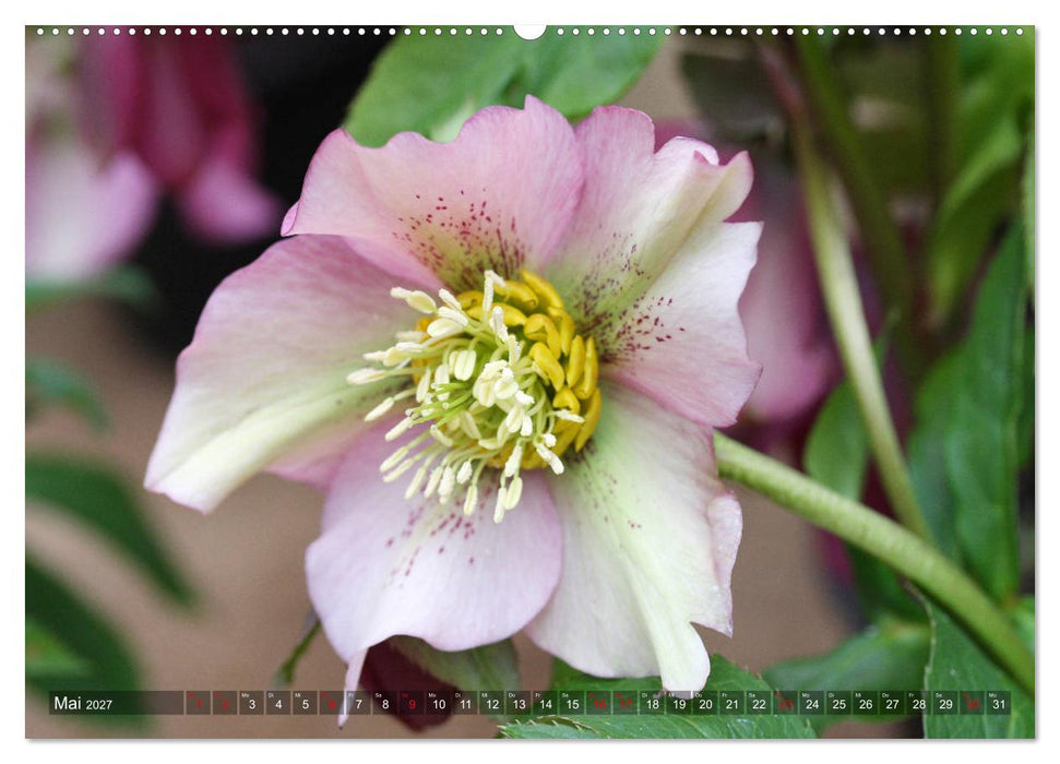 Christrosen (CALVENDO Wandkalender 2027)