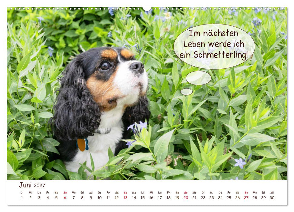 Frei Schnauze 2027. Was Hunde am liebsten sagen würden (CALVENDO Premium Wandkalender 2027)