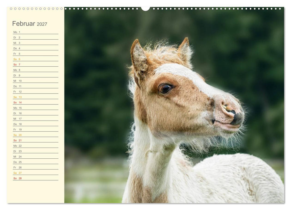 Mit Islandpferden durch das Jahr Geburtstagskalender (CALVENDO Wandkalender 2027)
