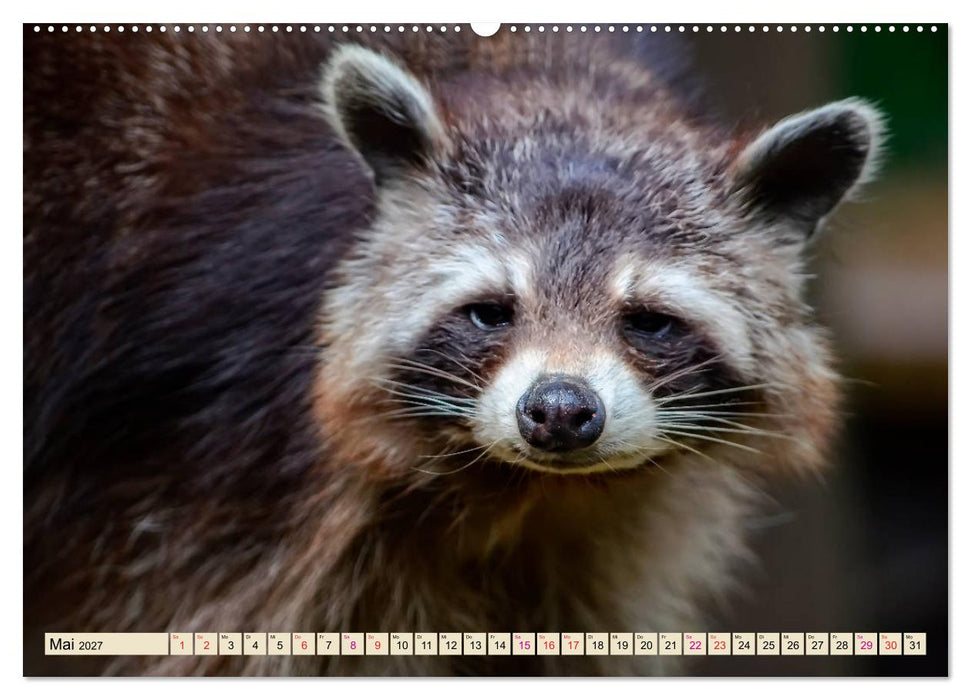 Waschbär - Niedlicher Allesfresser (CALVENDO Premium Wandkalender 2027)