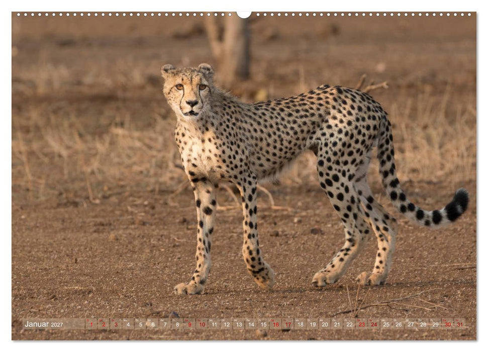 Geparden - Die Schönheiten Afrikas (CALVENDO Wandkalender 2027)