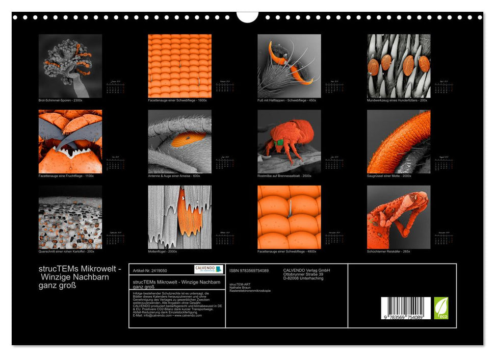 strucTEMs Mikrowelt - Winzige Nachbarn ganz groß (CALVENDO Wandkalender 2027)