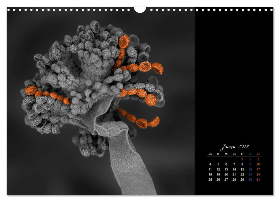 strucTEMs Mikrowelt - Winzige Nachbarn ganz groß (CALVENDO Wandkalender 2027)