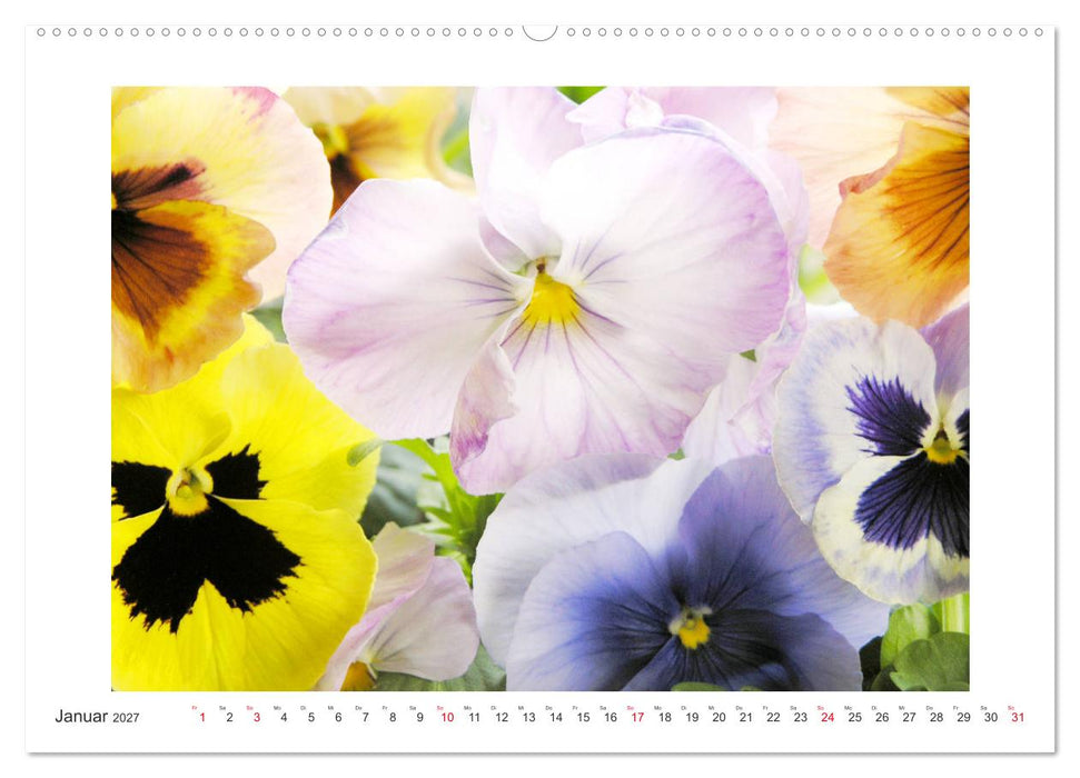 Veilchengewächse - Stiefmütterchen und Hornveilchen (CALVENDO Premium Wandkalender 2027)
