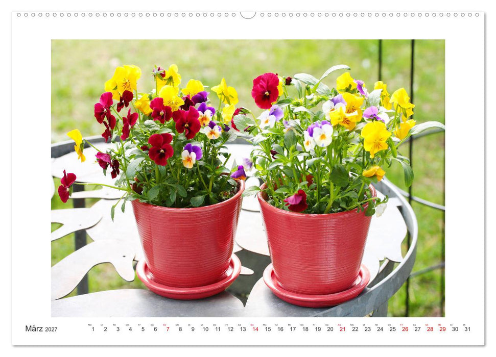 Veilchengewächse - Stiefmütterchen und Hornveilchen (CALVENDO Premium Wandkalender 2027)