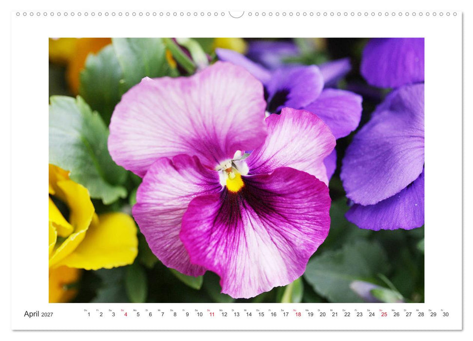 Veilchengewächse - Stiefmütterchen und Hornveilchen (CALVENDO Premium Wandkalender 2027)