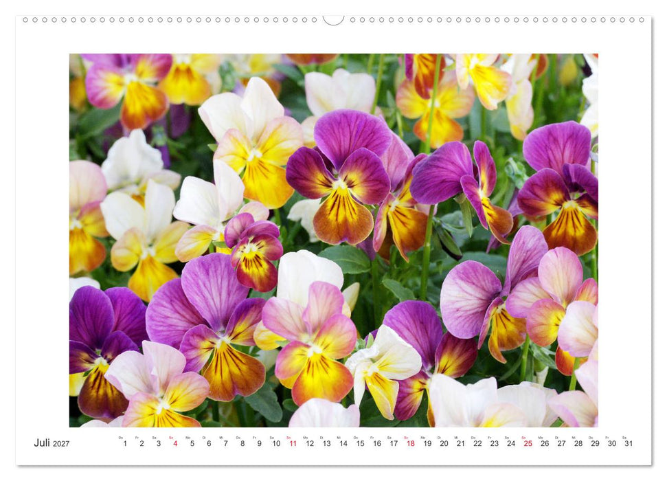 Veilchengewächse - Stiefmütterchen und Hornveilchen (CALVENDO Premium Wandkalender 2027)